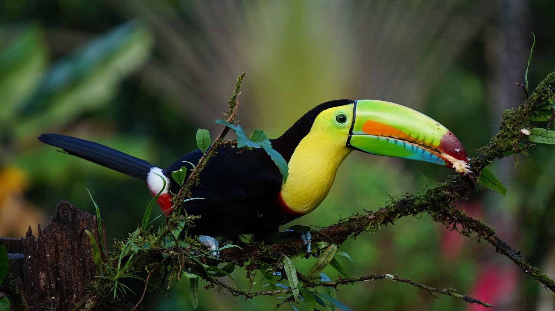 A keel-billed toucan perched on a mossy branch, rainforest blurred behind it
