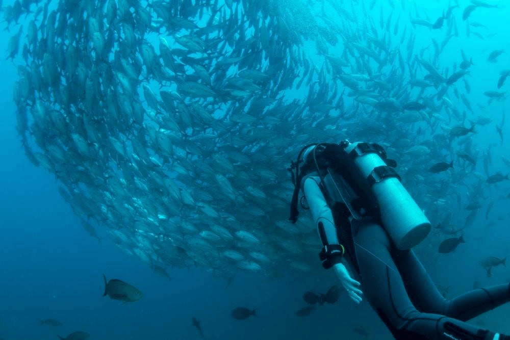A diver swimming alongside a large shoal of fish in deep blue water