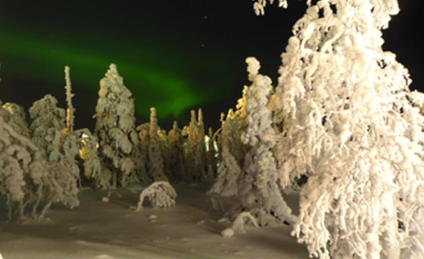 Snow-laden spruce trees under a green aurora in Finnish Lapland