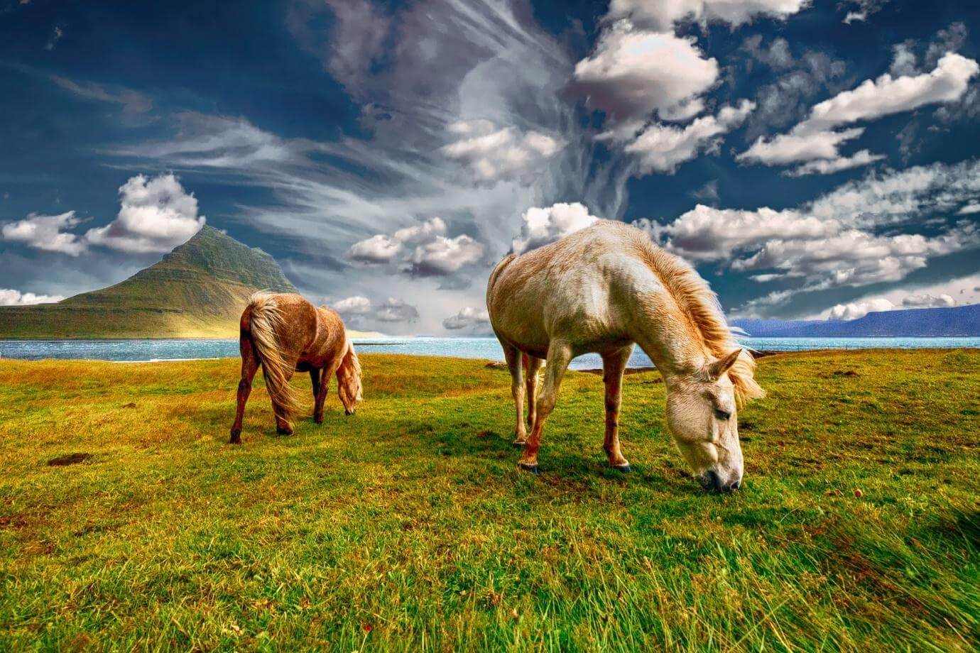 Two Icelandic horses grazing on grass under heavy cloud, a mountain behind