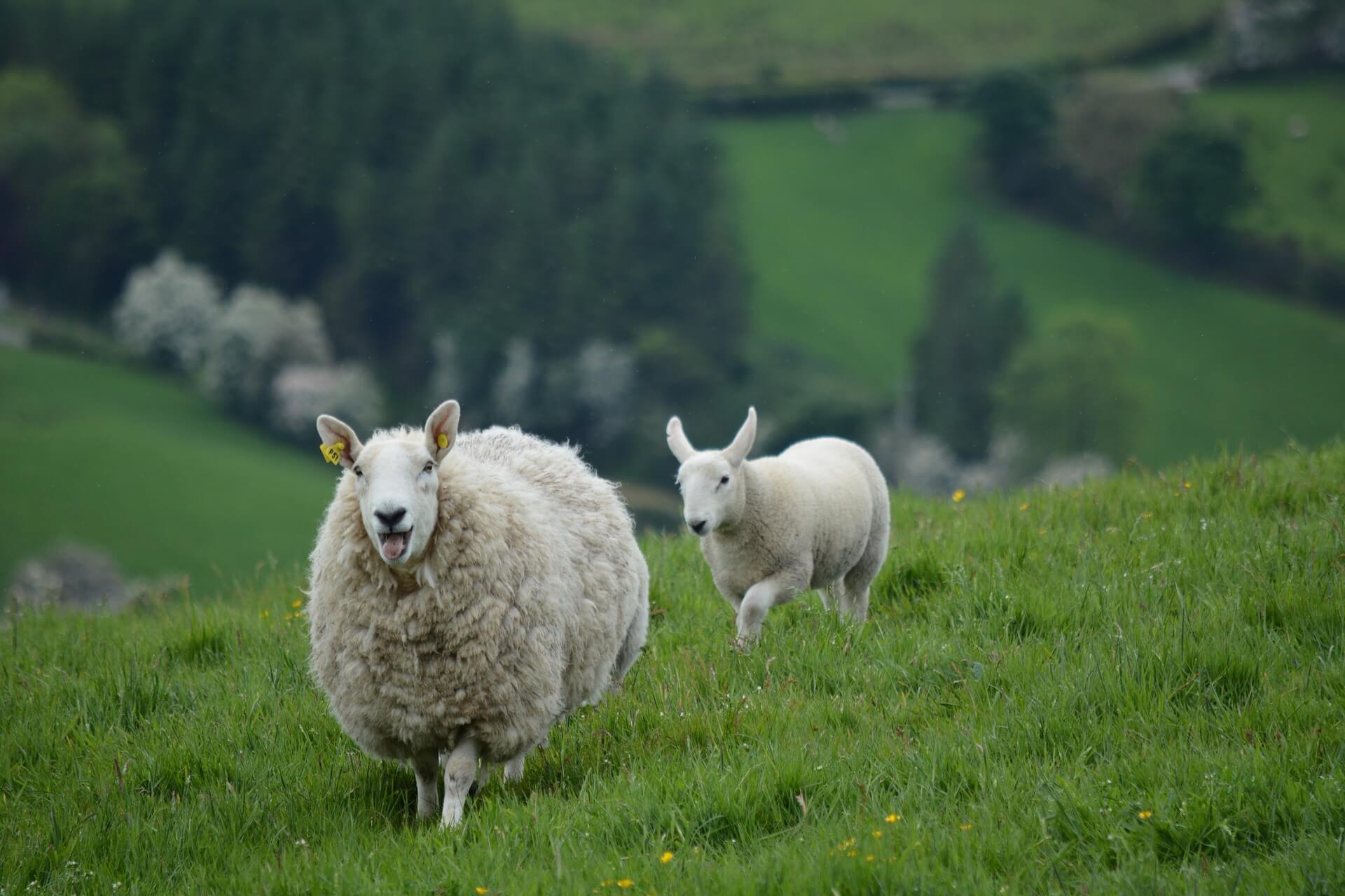 A ewe and her lamb standing in a green hillside field above hedged farmland