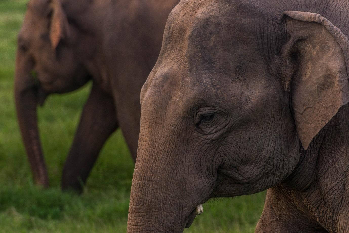 Two Asian elephants grazing on grass, the nearer one close to the camera